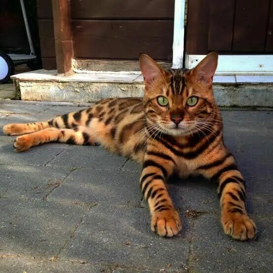 Порода тигровых кошек фото Pin by VoltNation on TOPCATS Bengal cat, Cat fur, Spotted cat