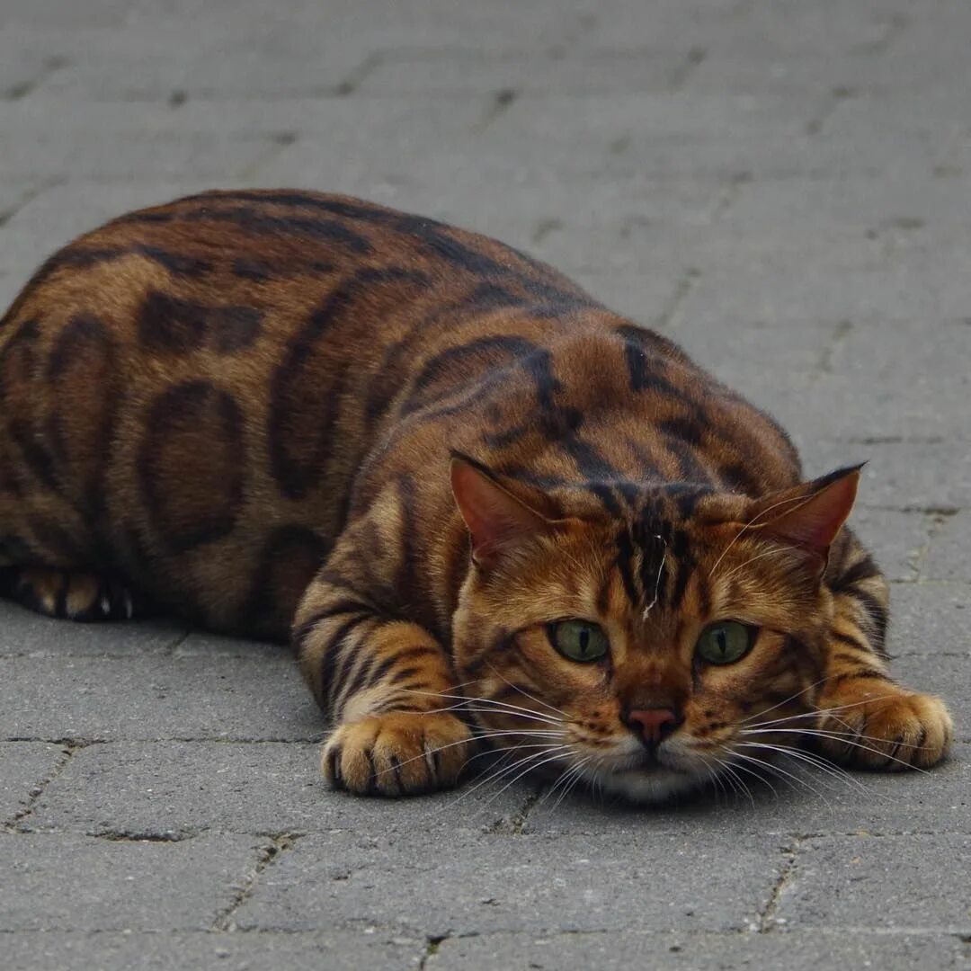 Порода тигровых кошек фото KORTENBERG, Belgium (UPI) -- A house cat's unique mix of striped and spotted fur