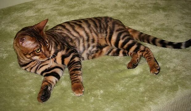 Порода тигровых кошек фото toyger Toyger cat, Cat breeds, Siberian kittens for sale