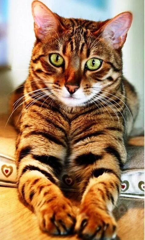 Порода тигровых кошек фото Most current Photos Bengal Cats aesthetic Suggestions Cat aesthetic, Kitten stuf