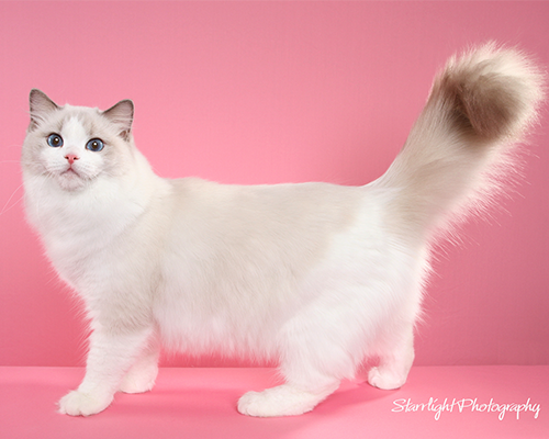 Порода тряпичная кукла фото Ragdoll cats for sale san francisco Ragdoll kitten, Fluffy cat, Cat colors