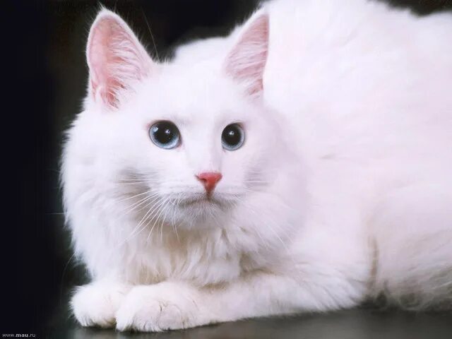 Порода турецкая ангора фото Кошка-павлин - турецкая ангора (Turkish Angora): my19edwin - ЖЖ