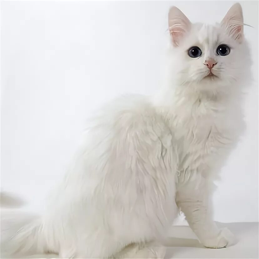 Порода турецкая ангора фото Turkish Angora Cat Angora cats, Turkish angora cat, Cat breeds