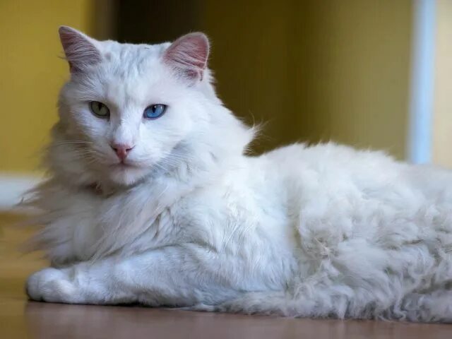 Порода турецкая ангора фото Fluffy cat Turkish Angora Fluffy cat, Angora cats, Turkish angora cat