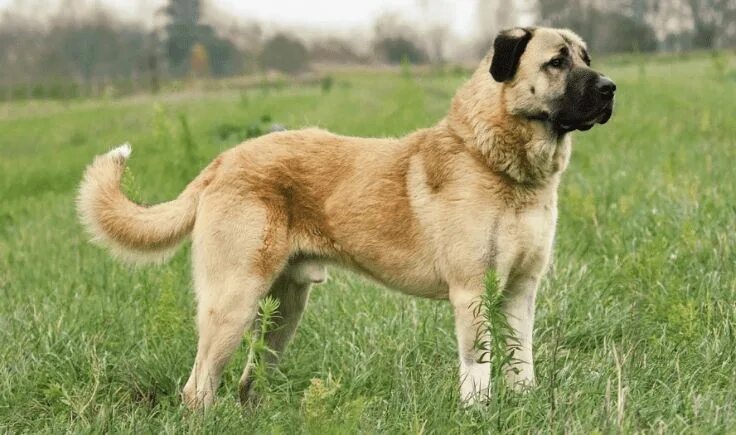 Порода турецких собак фото Longest Living Large Dog Breeds - Best Pups Spend Life With Anatolian shepherd d