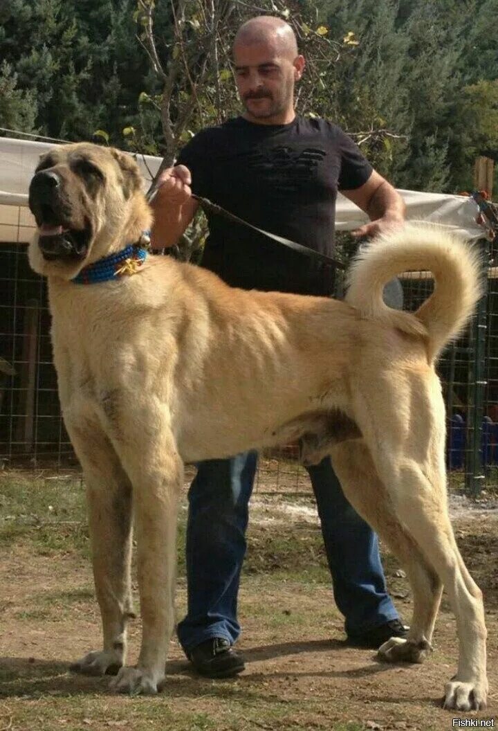 Порода турецких собак фото Турецкий кангал Kangal dog, Large dog breeds, Dogs