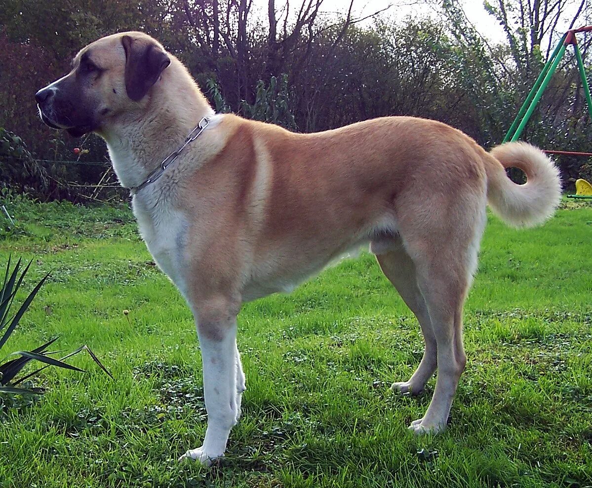 Порода турецких собак фото Файл:Anatolian shepherd dog.jpg - Википедия