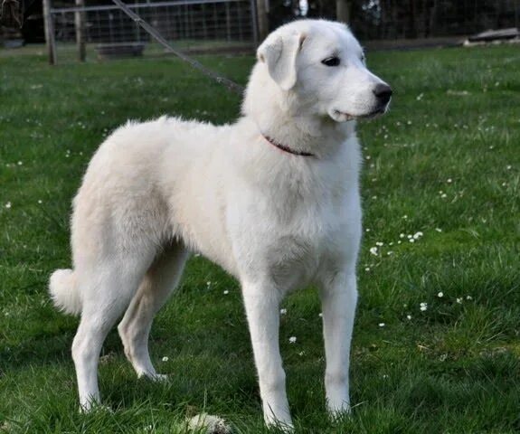 Порода турецких собак фото HOPE Hope is a gorgeous young (one year old) female Akbash dog. Both her par. Ak