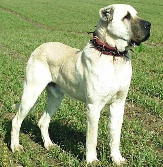 Порода турецких собак фото Rare Breed, Boz Shepherds Livestock guardian dog, Kangal dog, Dog breeds