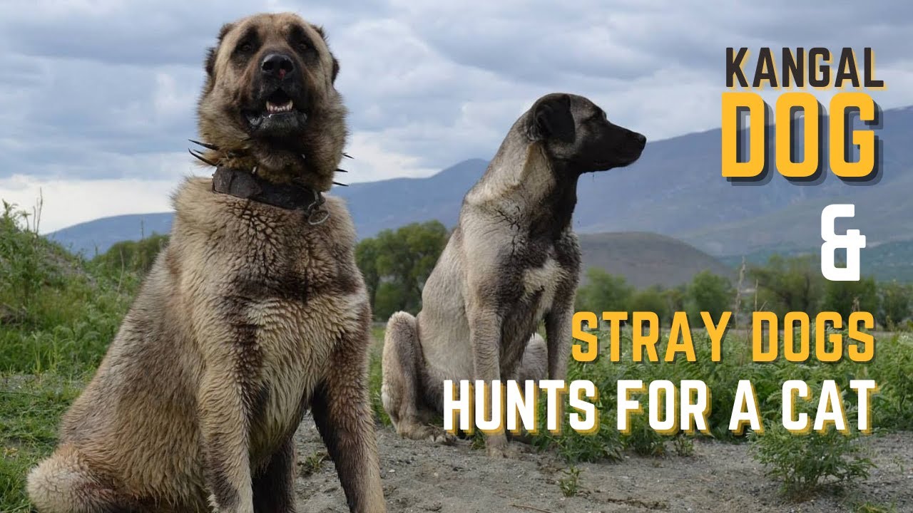 Порода турецкий кангал фото Stray dogs hunt for a cat in this incredible animal video - Kangal Dog - YouTube