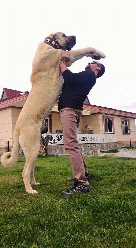 Турецкий кангал Kangal dog, Large dog breeds, Dogs