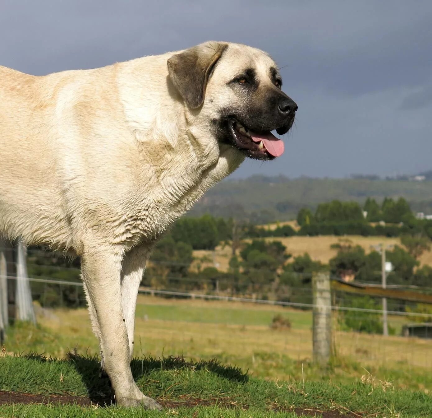 Порода турецкий кангал фото Happy Dragon Kangal dog, Livestock guardian dog, Anatolian shepherd dog