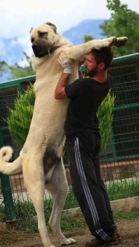 Порода турецкий кангал фото цена Hey Maşallah O Bir Anadolu Aslanı (y) Kangal dog, Dogs, Alabai dog