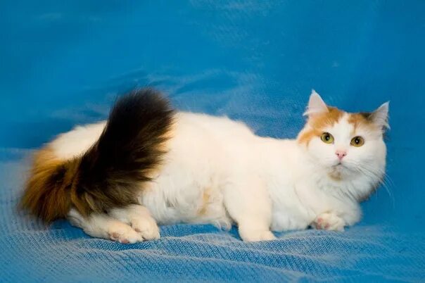 Halima Turkish Van Cattery - Home Some news Erica was re- elected as the TICA Br