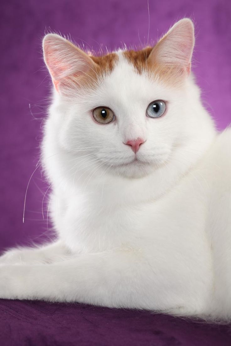 Порода турецкий ван фото Halima Turkish Van Cattery - Home Some news Erica was re- elected as the TICA Br