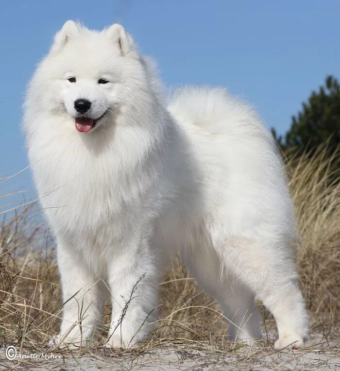 Порода восточно фото Hundefotos Samoyed dogs, Big fluffy dogs, Fluffy dogs