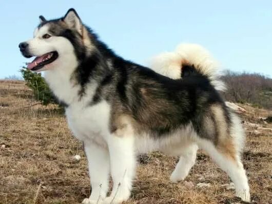 Порода восточно фото Alaskan Malamute puppies for sale Pets4Homes Malamute dog, Alaskan malamute, Big