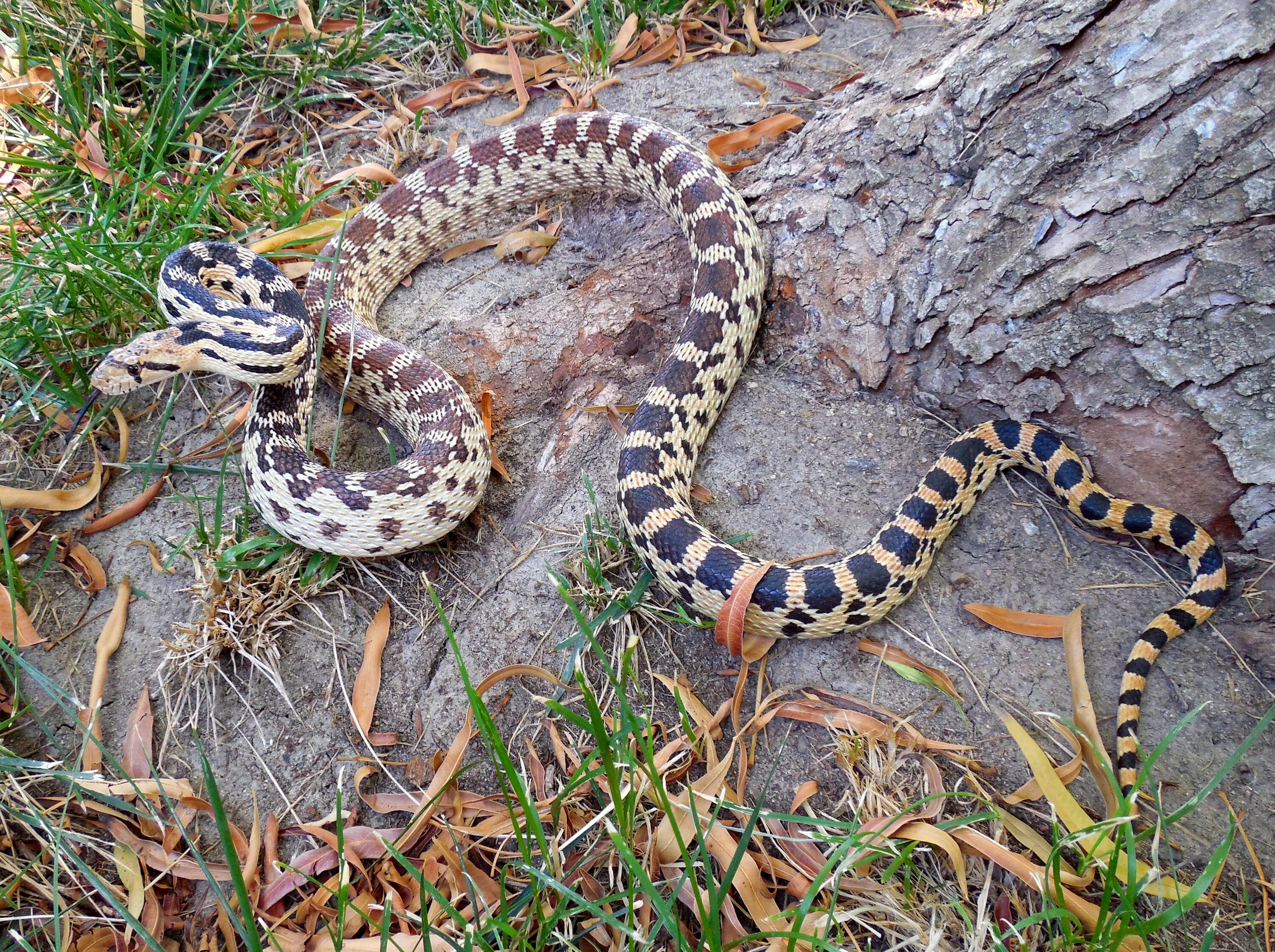 Порода змей фото Free photo: Basin Gopher Snake - Animal, Basin, Gopher - Free Download - Jooinn