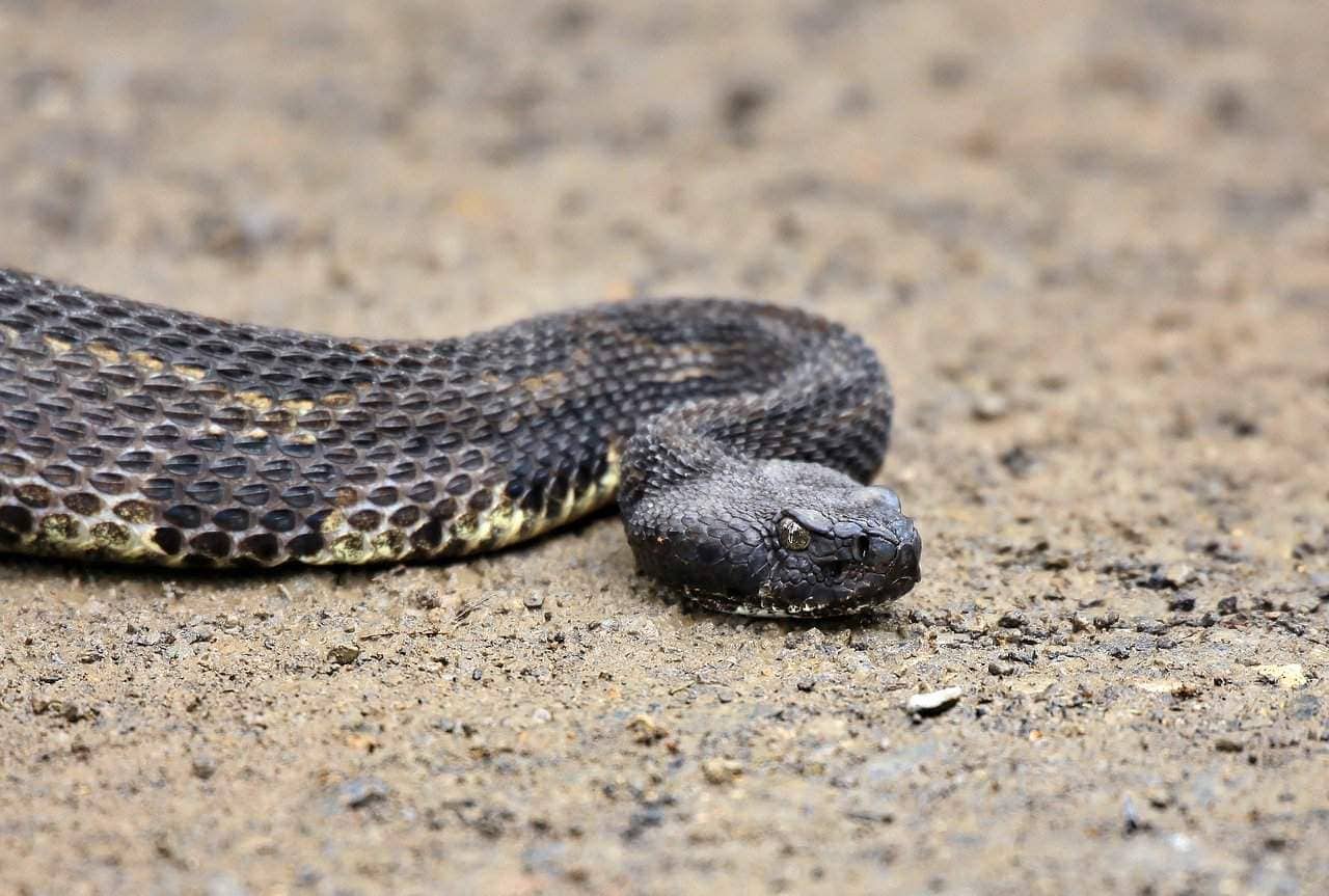 Порода змей фото Discover Pennsylvania's Hidden Threat: The Timber Rattlesnake - Animals Around T