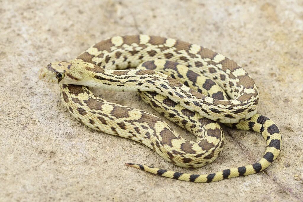 Порода змей фото Gopher Snake - Pituophis catenifer Steven Wong Flickr