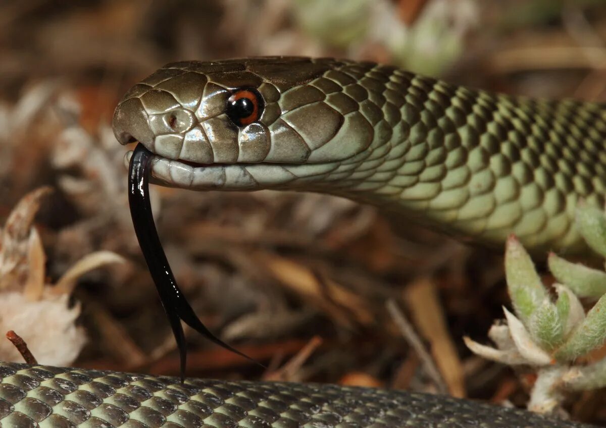 Порода змей фото Mulga Snake - The Australian Museum