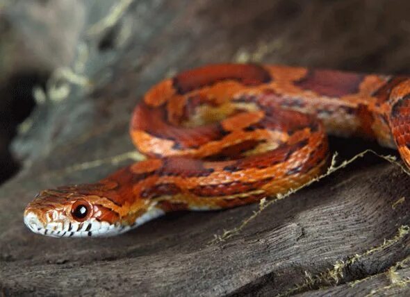 Порода змей фото Corn Snake - Pantherophis guttatus Corn snake, Snake, Pet snake