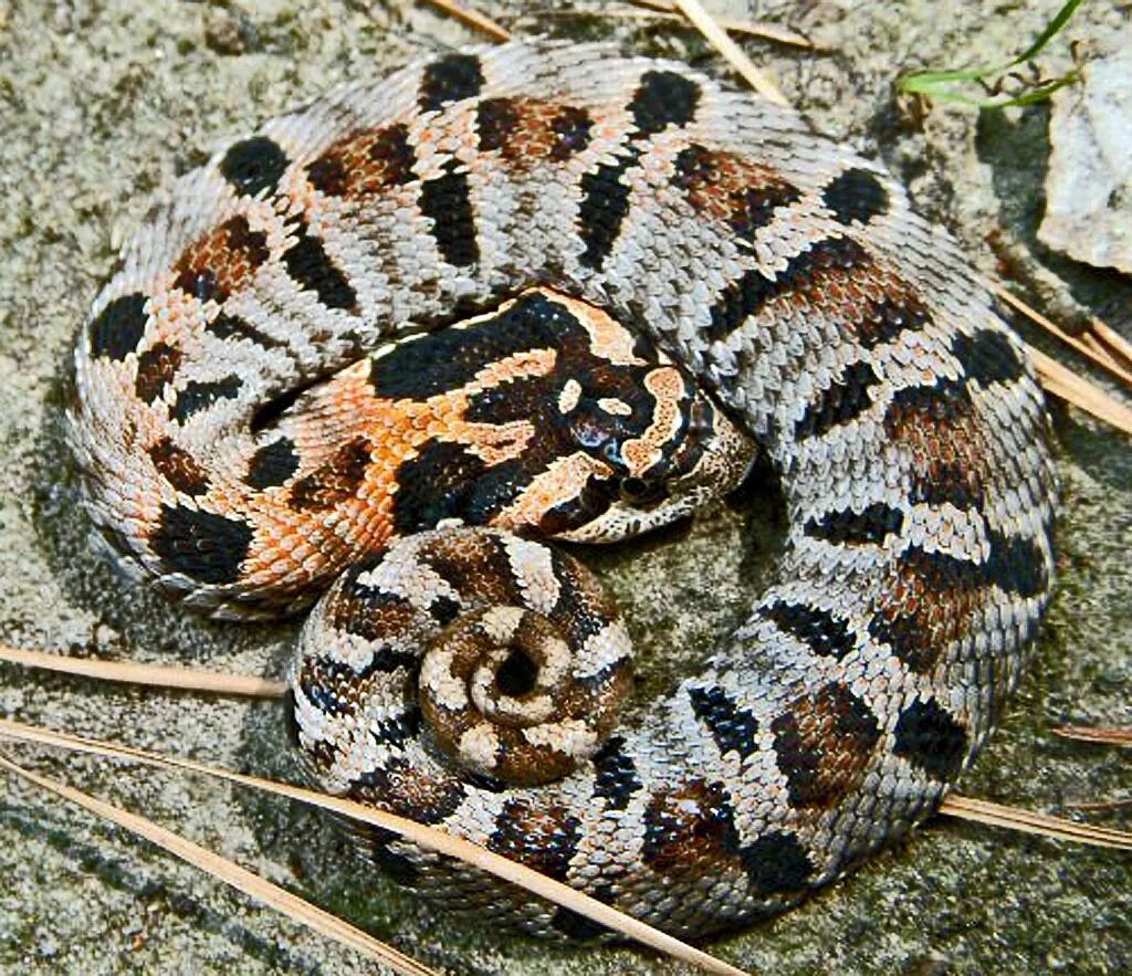 Порода змей с фото и названием Key to North American Snakes, Photos: Bugs In The News California king snake, Pe