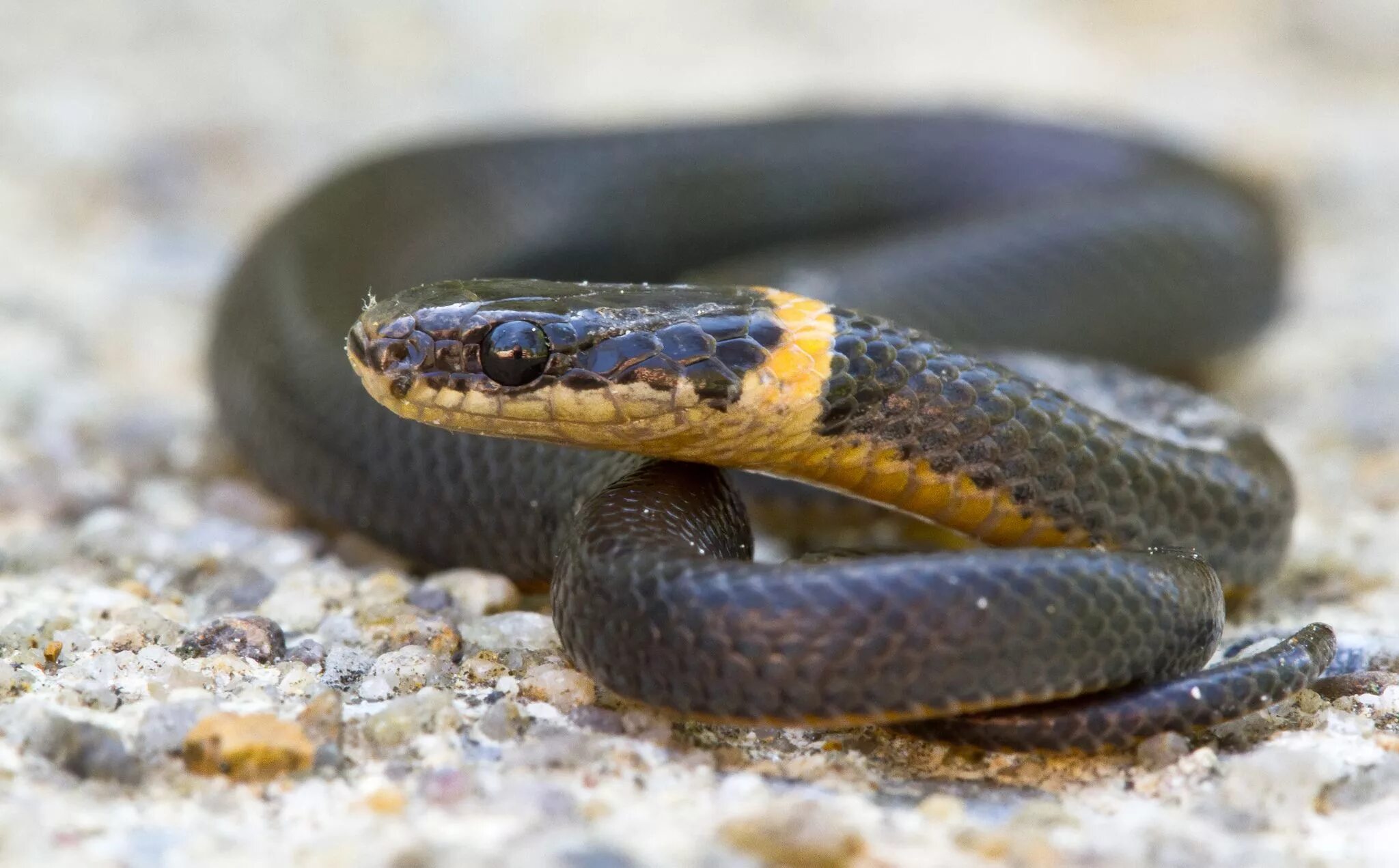 Порода змей с фото и названием Discover the Beautiful Ringneck Snake in Shenandoah National Park