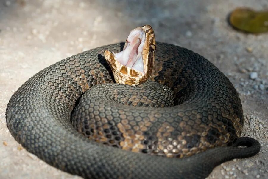 Порода змей с фото и названием Florida cottonmouth (venemous) Raccoon removal, Raccoon, Riverview