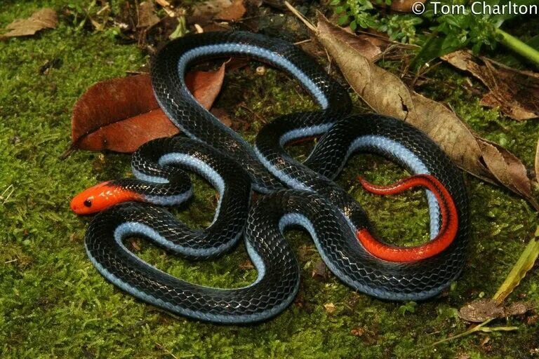 Порода змей с фото и названием Calliophis bivirgata - Malayan Blue Coral Snake, Coral snake, Pet snake