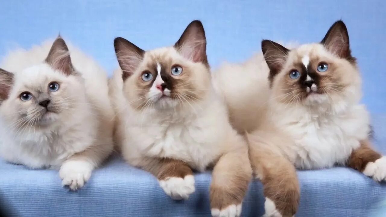 Породистые кошки фото Cat Ragdoll History,Personality,Health,Care - YouTube