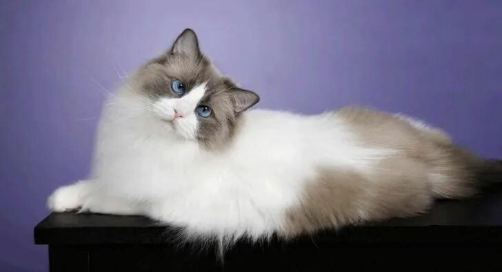 Породистые кошки фото Check Out The 5 Most Popular Cat Breeds in The US Ragdoll cat, Ragdoll cat color