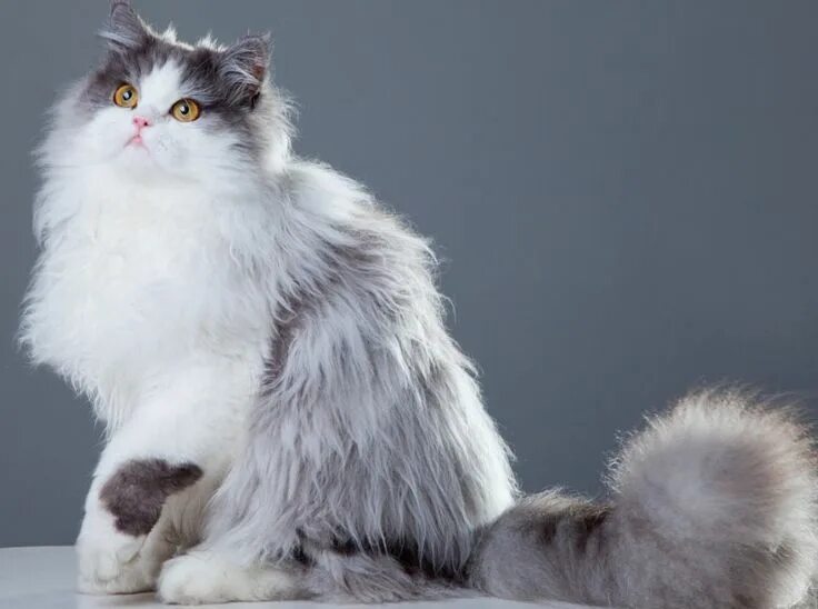 Породистые кошки фото long haired cat breeds Cat All cat breeds, Cat breeds, Long hair cat breeds