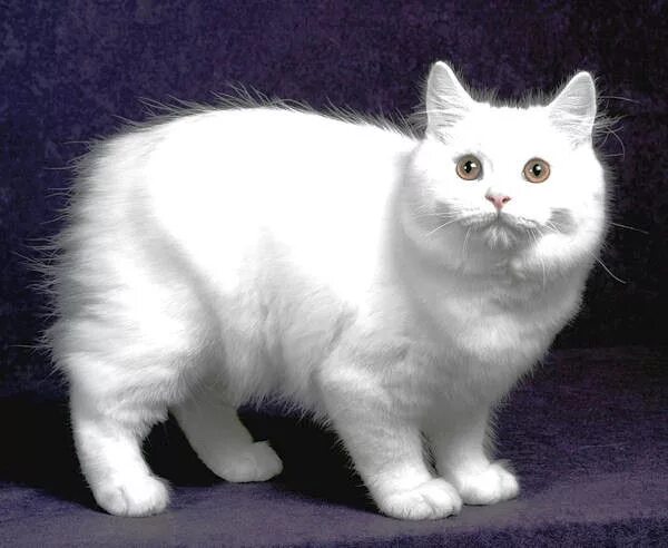 Породистые кошки фото Cymric Cat Breed Information and Pictures - PetGuide Cat breeds, Purebred cats, 