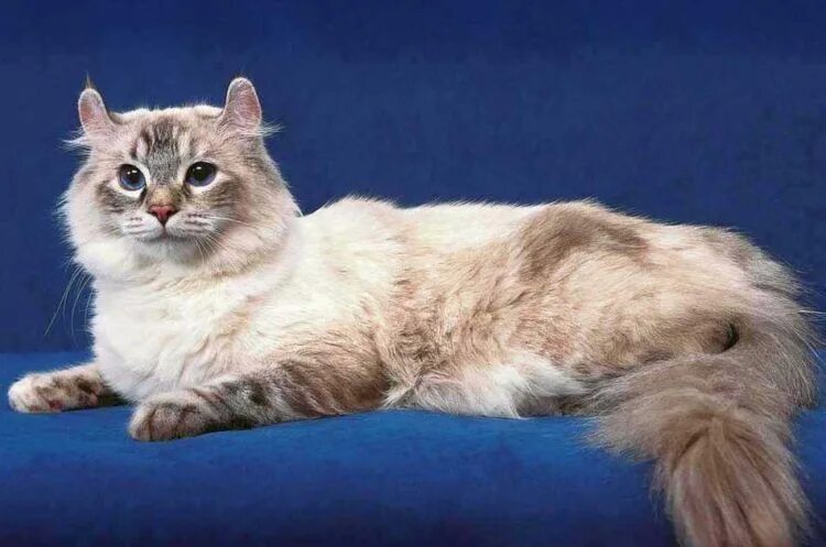 Породистые кошки фото 20 Fun Facts You Didn't Know About American Curl Cats American curl, Beautiful c