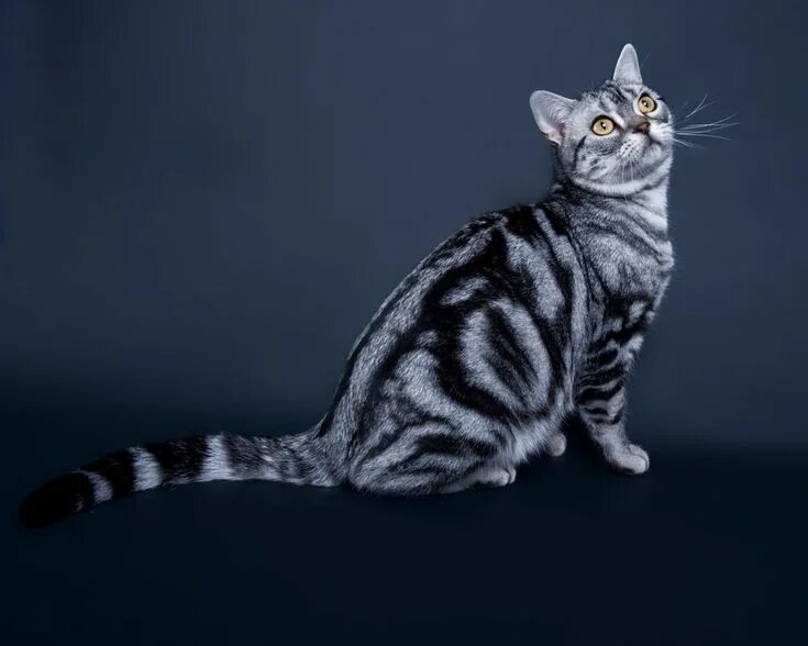 Породистые кошки фото и названия gato american shorthair American shorthair cat, Most popular cat breeds, Popular