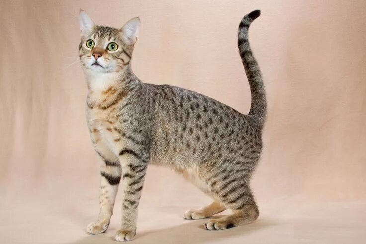 Породистые кошки фото и названия Egyptian mau Egyptian mau, Cats, Cats and kittens