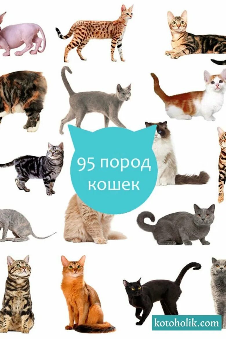 породы кошек Warrior cat, Animals, Animal lover