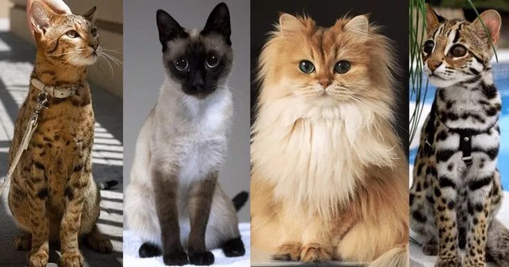 Породистые кошки фото и названия пород 20 of The World’s Most Expensive Cat Breeds, Costing Up To $100,000cat breeds, e