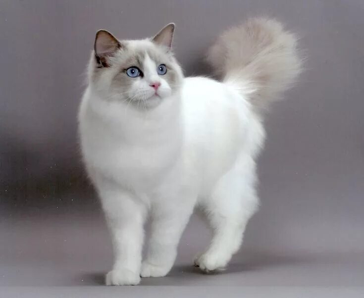 Породистые кошки фото цены Ragdoll cat Most popular cat breeds, Popular cat breeds, Pretty cats