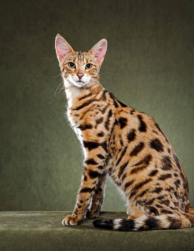 Породистые кошки породы фото Bukisa - Life and Style News Cat breeds, Savannah cat, Rare cat breeds