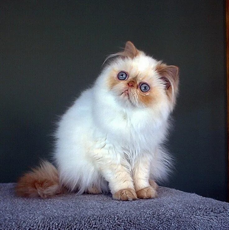 Породистые коты фото и названия persian cat blue eyes - Google Search Cat aesthetic, Beautiful cats, Anime cat