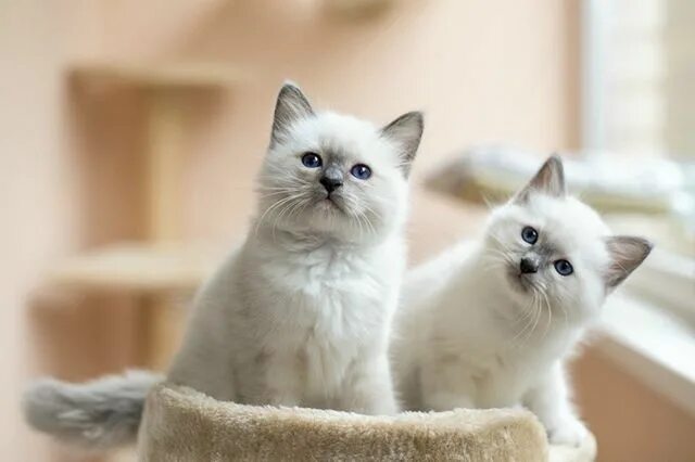 Породистые котята фото Lets Talk About Cat Breeds With Blue Eyes If you want a blue-eyed purebred cat l