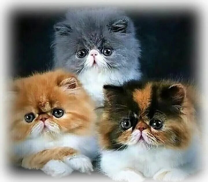 Exotic cats, persian cats, exotic kittens: C-MATRIX EXOTIC CATTERY " C-MATRIX Le