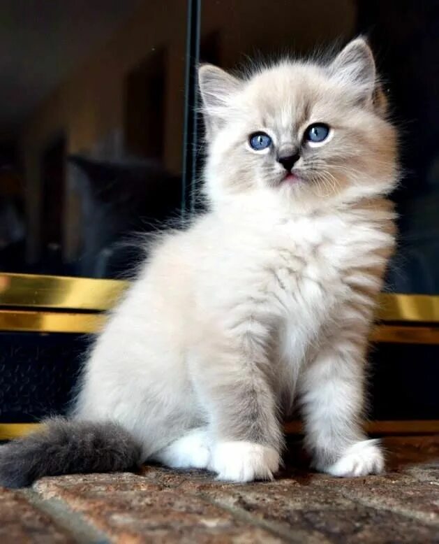 Породистые котята фото Blue Mitted Ragdoll Kitten #ragdollcatmitted Kittens cutest, Ragdoll kitten, Bab