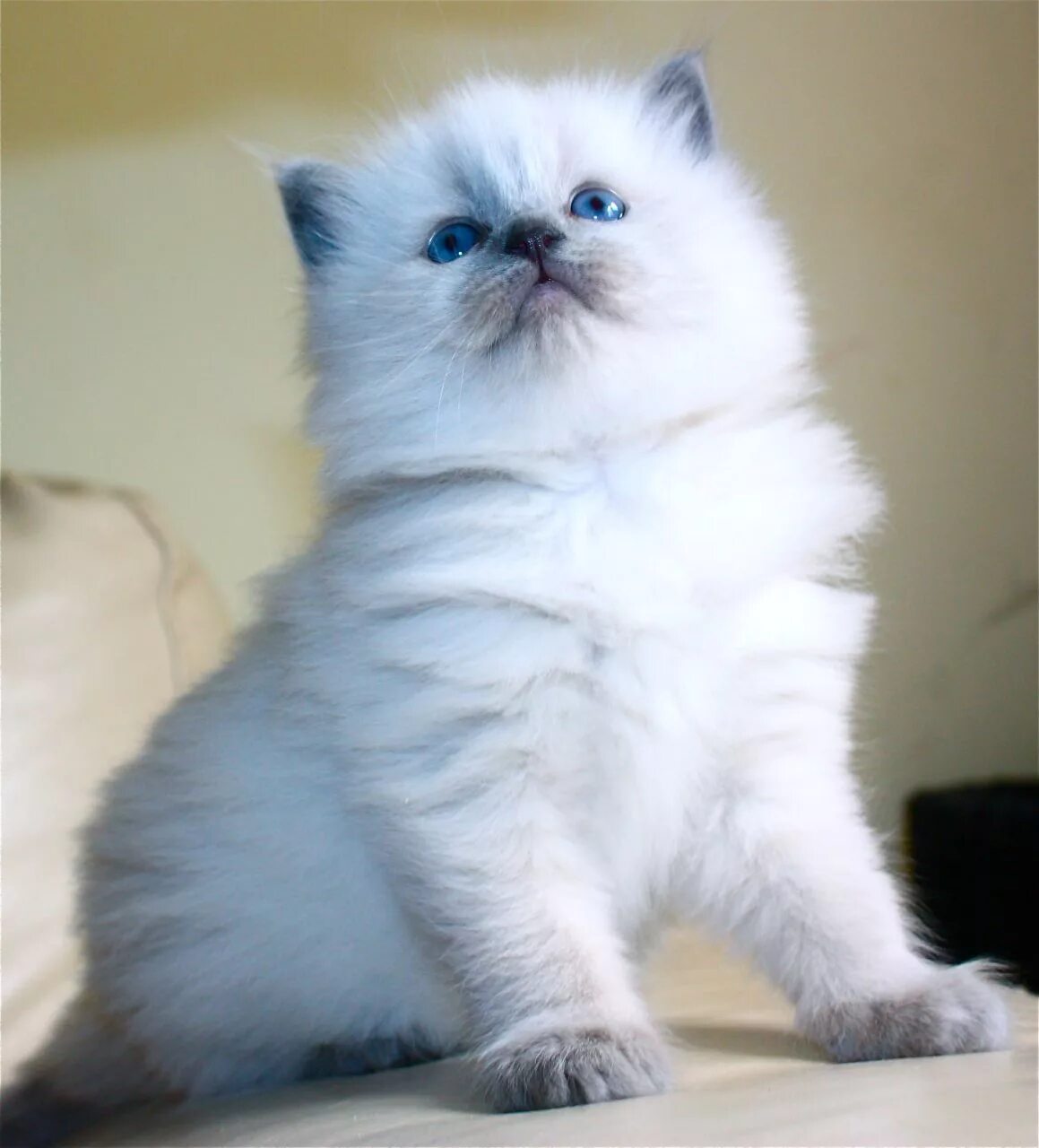 Породистые котята фото This little Ragdoll Kitten will grow up to have very thick fur, and fleas will f