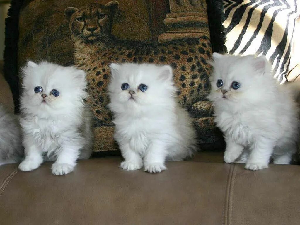 Породистые котята фото и названия Persian Cat Cute cats and dogs, Baby cats, Cute cats