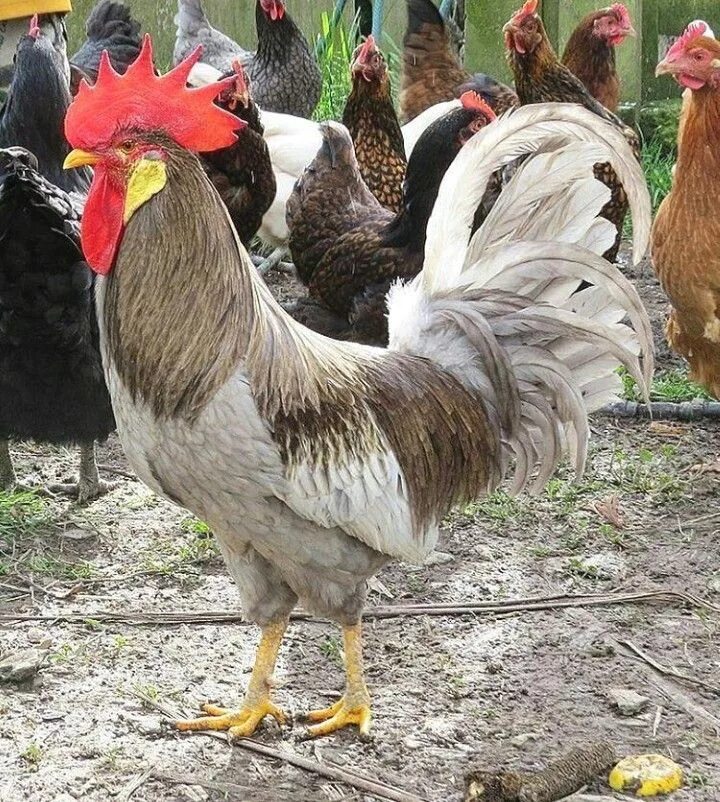 Породистые куры фото Pin on Chickens&Ducks Beautiful chickens, Fancy chickens, Pet chickens