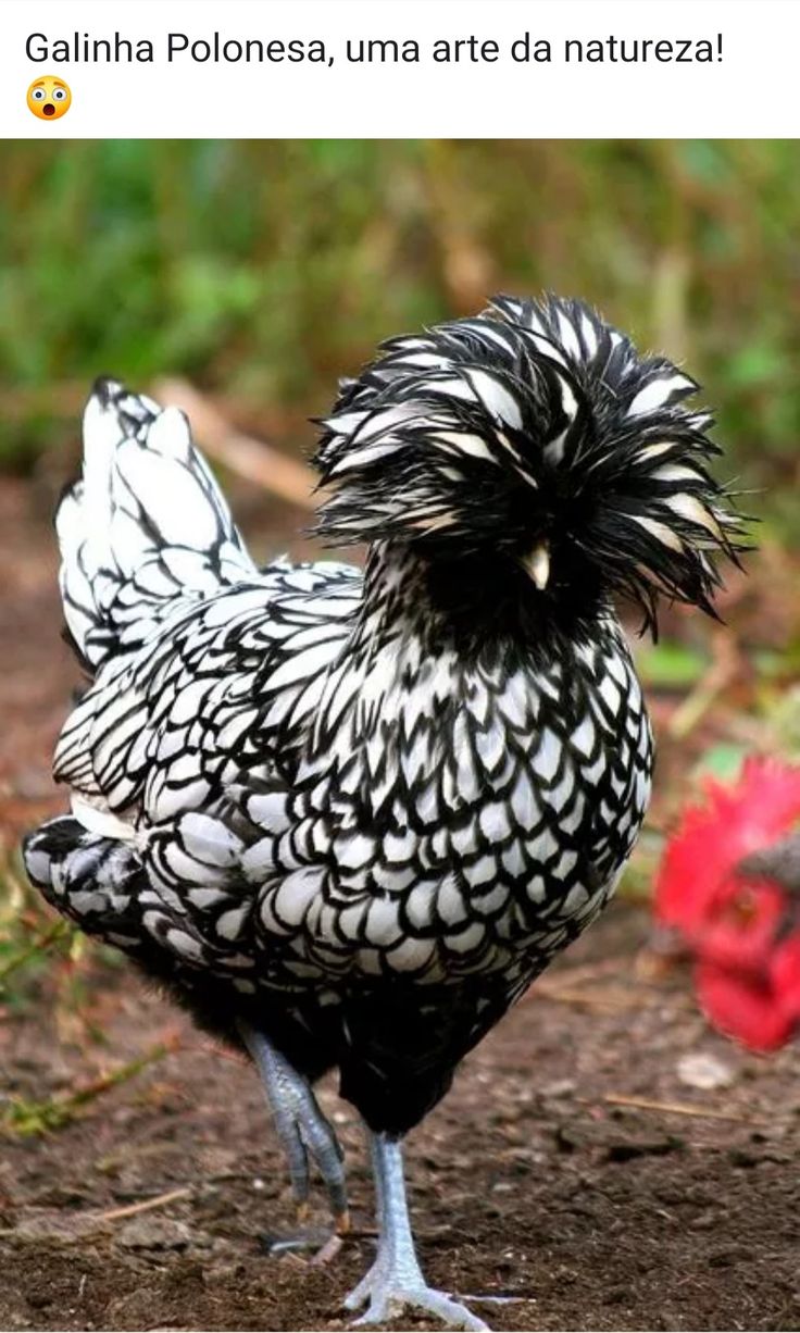 Породистые куры фото Pin by Augustus Bernardes on Natureza Chickens backyard, Beautiful chickens, Pet