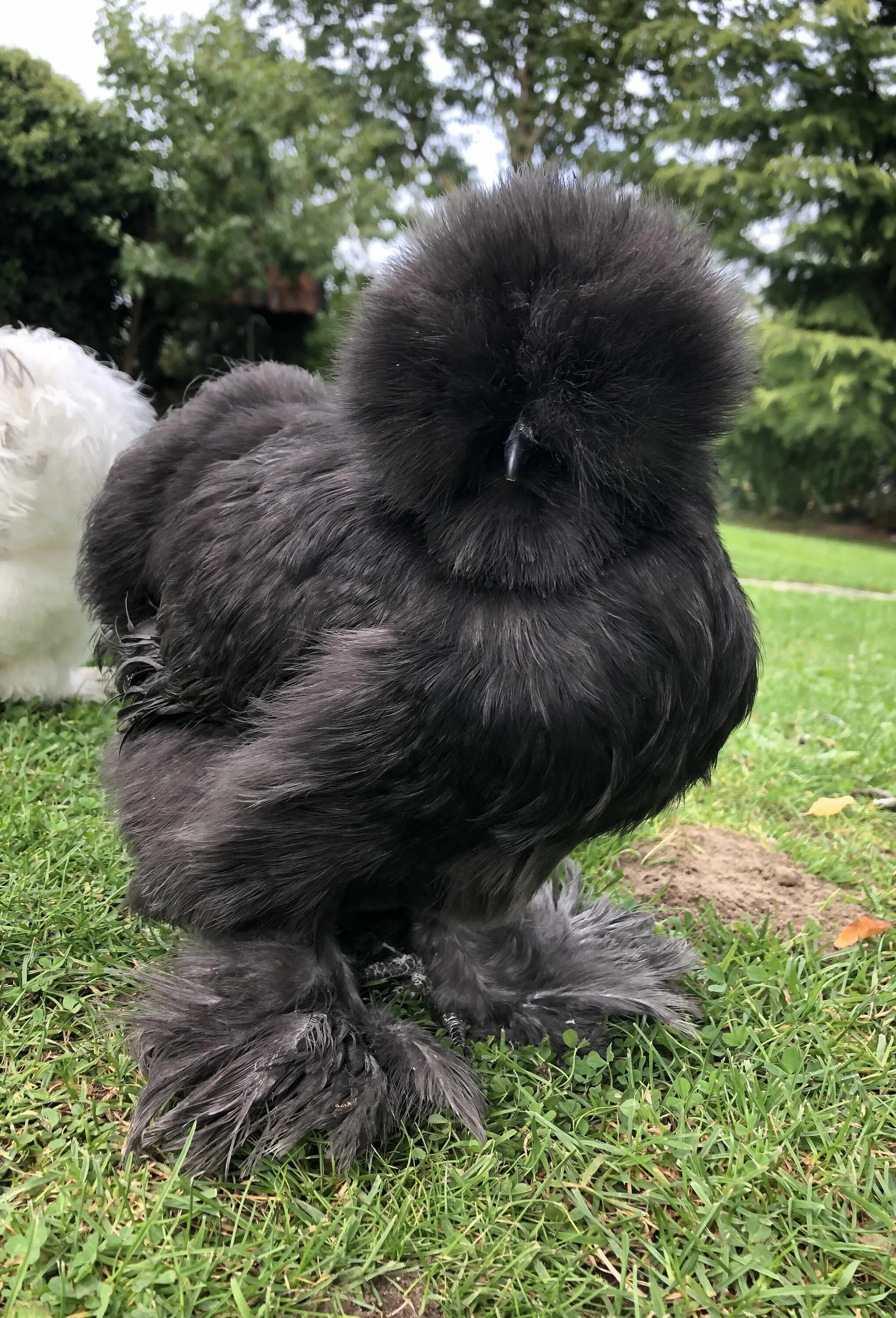 Породистые куры фото Silkie Fancy chickens, Beautiful chickens, Chickens backyard